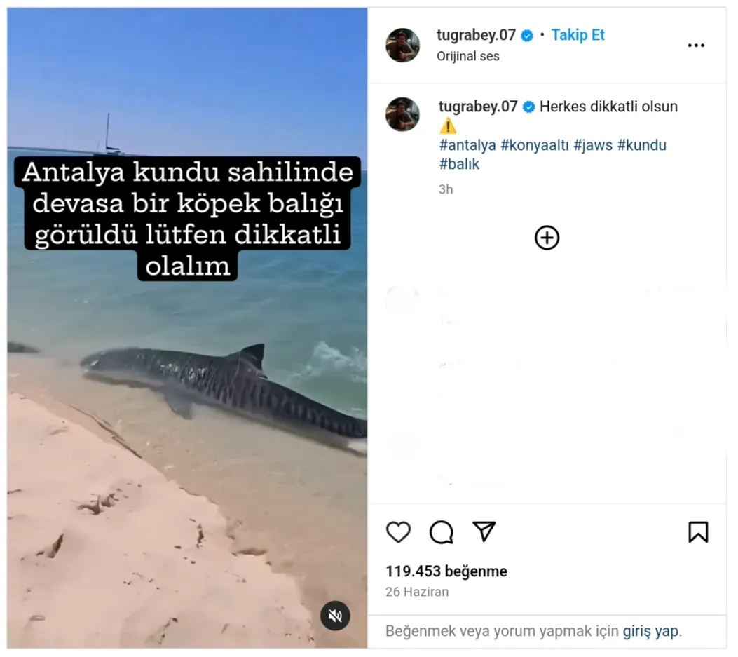 Video Antalya Da Kaydedilen Devasa K Pek Bal N M G Steriyor Teyit