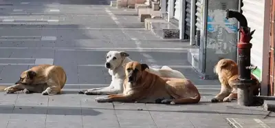 Verilerin 2024 yılında 470 bin kişinin köpekler tarafından ısırıldığını gösterdiği iddiası