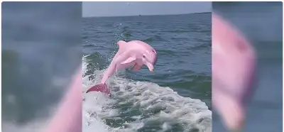 Çəhrayı delfini göstərən foto realdırmı?