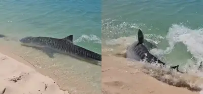 Video Antalya'da kaydedilen devasa köpek balığını mı gösteriyor?