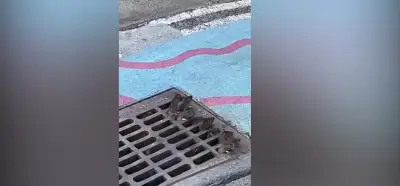 Kanalizasyondan fareler çıktığını gösteren video Paris Olimpiyatları'ndan mı?