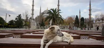 Sokaktaki köpekler: Yeni yasa değişikliği soruna “çözüm” mü?