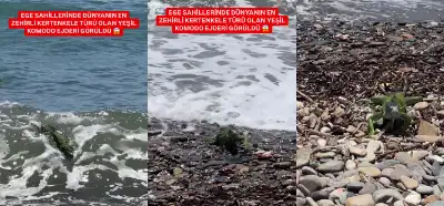 Video Ege'de görülen Komodo ejderini mi gösteriyor?