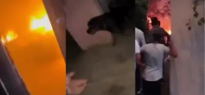 Videonun İzmir’deki yangından köpeğini kurtaran kişiyi gösterdiği iddiası