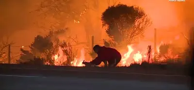 Tavşanın yangından kurtarıldığı anları gösteren video İzmir'den mi?