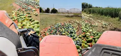 Karpuzların ezildiği görüntülerin Türkiye'den olduğu iddiası