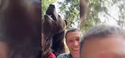 Video vahşi bir ayıdan hareketsiz kalarak kurtulan insanları mı gösteriyor?