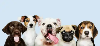 Şehir efsaneleri: Köpekler dünyayı siyah beyaz mı görüyor?