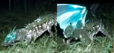 Video Samsun Kavak’ta bulunan bir yaratığı mı gösteriyor?