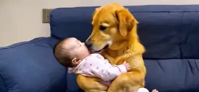 Bebek uyutan köpek videosu gerçek mi?