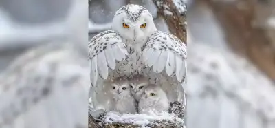 Yavrularını kardan koruyan baykuş videosu gerçek mi?