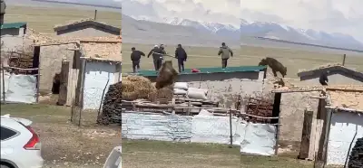 Bir ayının insanları kovaladığını gösteren video Ağrı’da mı çekildi?
