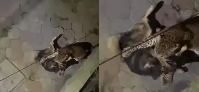 Leoparın köpeğe saldırdığı görüntüler İstanbul’da mı kaydedildi?