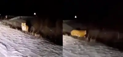 Video Sivas’taki bir kaplanı mı gösteriyor?