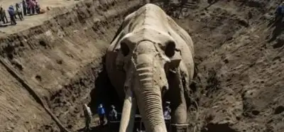 ABD’deki bir mamut fosilini gösteren fotoğraf gerçek mi?