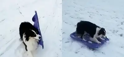 Sokak köpeğinin kızak kullandığı anlar Samsun’da mı kaydedildi?
