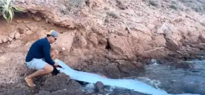 Videonun Santorini kıyılarındaki kürek balığını gösterdiği iddiası
