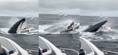 Balinanın yaxta udması videosu realdırmı?