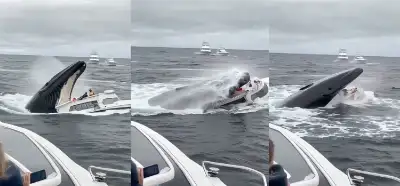 Balinanın yatı yuttuğunu gösteren video gerçek mi?