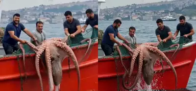 Görüntüler İstanbul Boğazı'nda yakalanan ahtapotu mu gösteriyor?