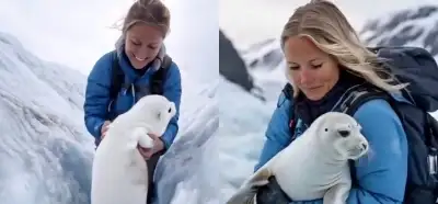 Buzlardan kurtarılan yavru fok videosu gerçek mi?