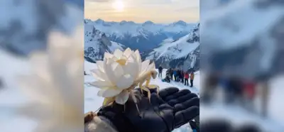 Lotus mantis böceğini gösteren video gerçek mi?