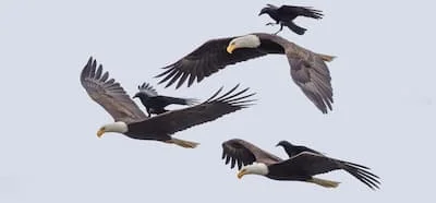 Qarğanın qartalın belinə qonub onun üzərində uçduğu foto realdır?