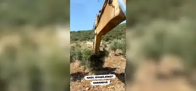 Video İklim Kanunu teklifinin ardından sökülen zeytin ağaçlarını mı gösteriyor?