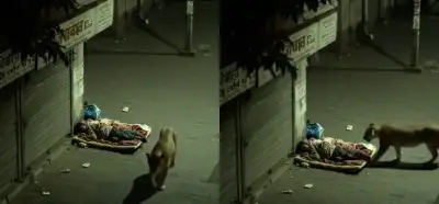 Hindistanda küçədə yatan insanın yanından keçən pələng videosu gerçəkdir?