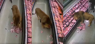 Markete giren bir aslanı gösteren video gerçek mi?