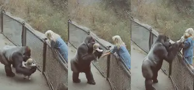 Bir gorilin çocuğu annesine teslim ettiği video gerçek mi?