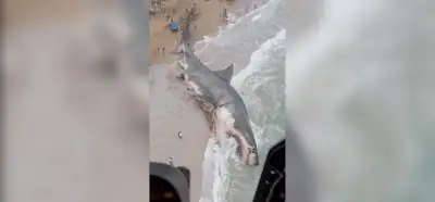 Avustralya’da sahile vuran megalodonu gösteren video gerçek mi?