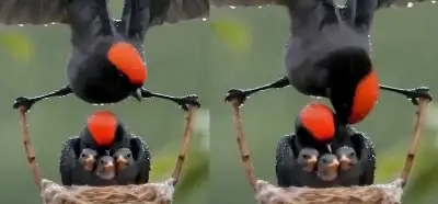 Baba kuşun ailesini yağmurdan koruduğu video gerçek mi?