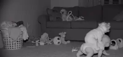 Köpeklerin sahiplerini seçtiği barınak videosu gerçek mi?