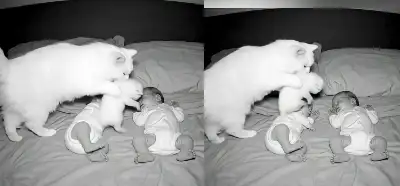 Uyuyan bebekleri ve kedileri gösteren video gerçek mi?