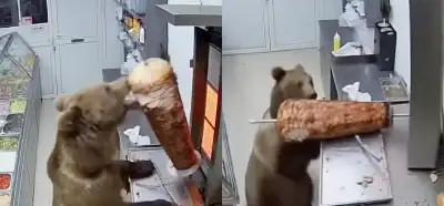 Döner ısıran ayı videosu gerçek mi?