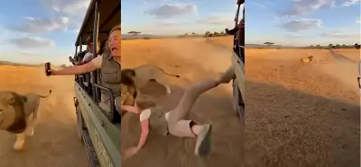 Safaride aslan saldırısına uğrayan kadını gösteren video gerçek mi?