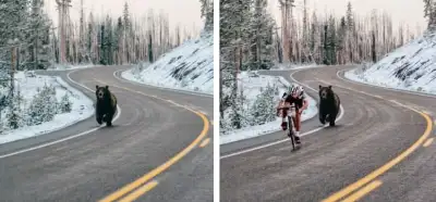 Fotonun velosipedçini qovlayan ayını göstərdiyi iddiası doğrudur?