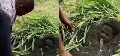 Video Sudan'daki savaşta toprağa gömülen birini mi gösteriyor?