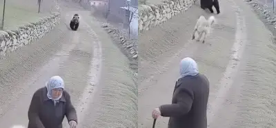 Kastamonuda çəkildiyi iddia edilən ayı, kangal və nənə videosu həqiqidir?