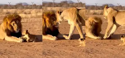 Aslan ailəsini göstərən video gerçəkdir?