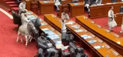 Pakistan parlamentinə girən eşşək videosu gerçəkdir?