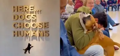 Köpeklerin sahiplerini seçtiği barınak videosu gerçek mi?