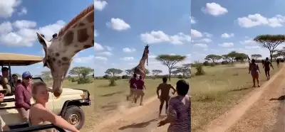 Zürafanın turistlere saldırdığını gösteren video gerçek mi?