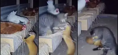 Bir sansarın kümese girdiği anları gösteren video gerçek mi?