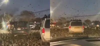 Video İsrail'deki kuş istilasını mı gösteriyor?