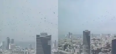 Tel Aviv'deki kuşları gösteren video gerçek ve güncel mi?