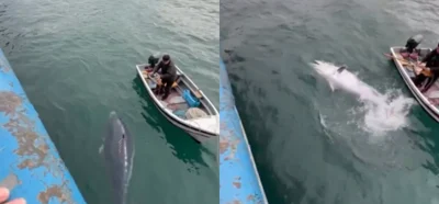 Eminönü'nde orkinos yakalandığını gösteren video gerçek mi?