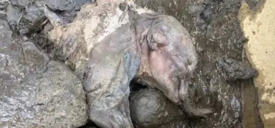 30 bin yıllık bozulmamış mamut yavrusu bulunduğu doğru mu?