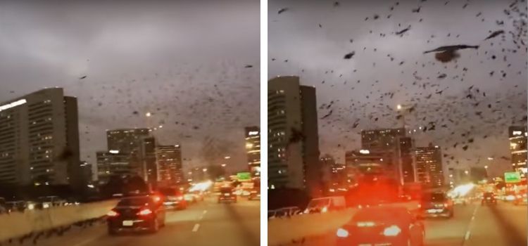 Videonun, Çin’deki deprem sırasında kuşların sürü halinde uçtuklarını gösterdiği iddiası